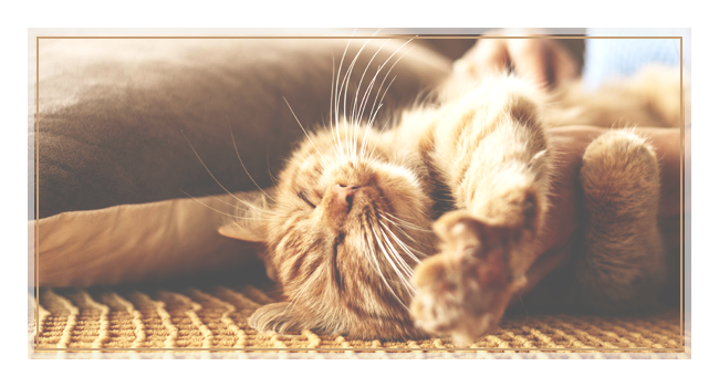 CBD olaj macskáknak