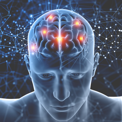 Az endokannabinoid rendszer és az agy kapcsolata | The Extract