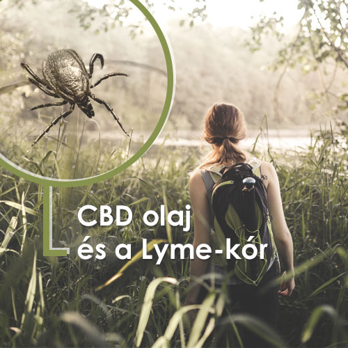 CBD olaj és a Lyme-kór | Valóban működik?