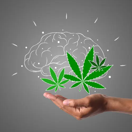 Kannabisz az Alzheimer-kór és a Parkinson-kór kezelésére