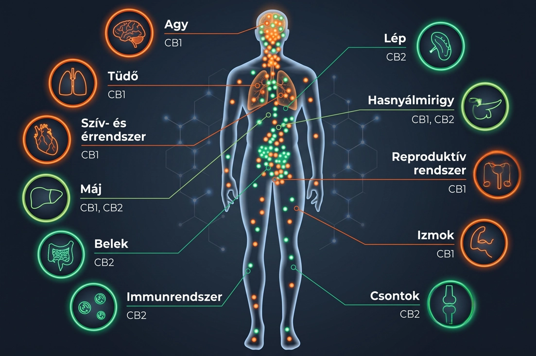 Endokannabinoid rendszer működése