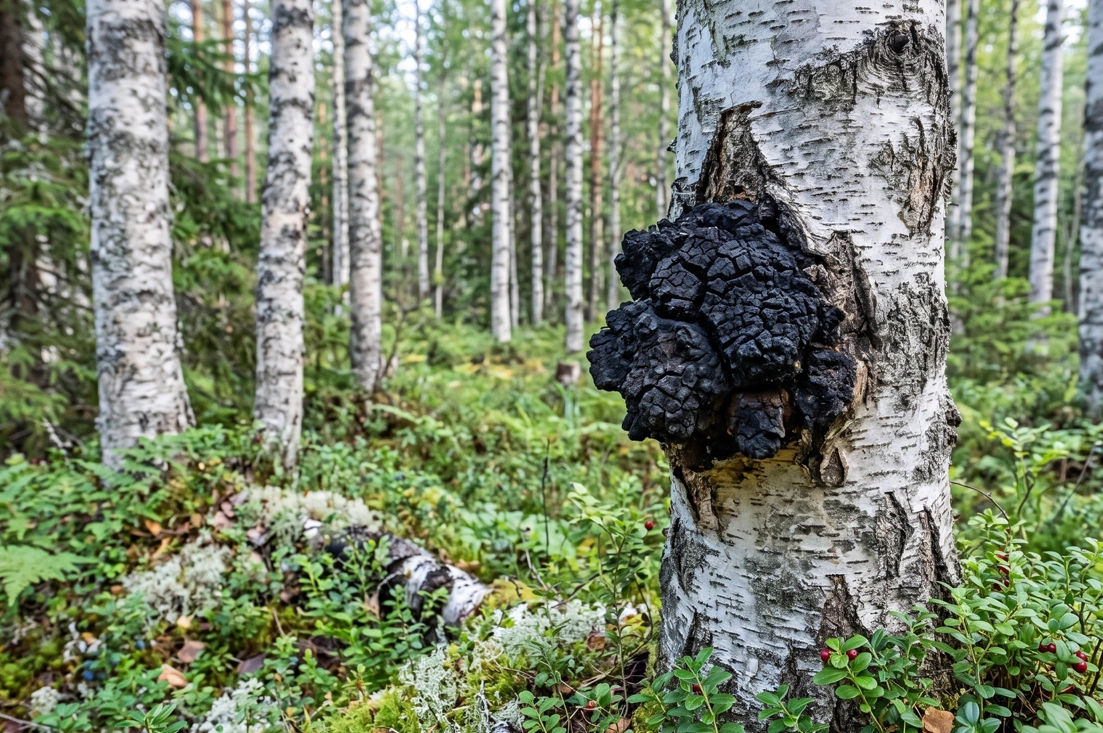 Chaga gomba (Inonotus obliquus)